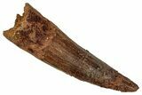 Fossil Spinosaurus Tooth - Real Dinosaur Tooth #344593-1